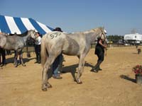 international/USA/2009FITS/gallery/AngieMcGhee/thumbnails/FITS Sat. 50 048.jpg